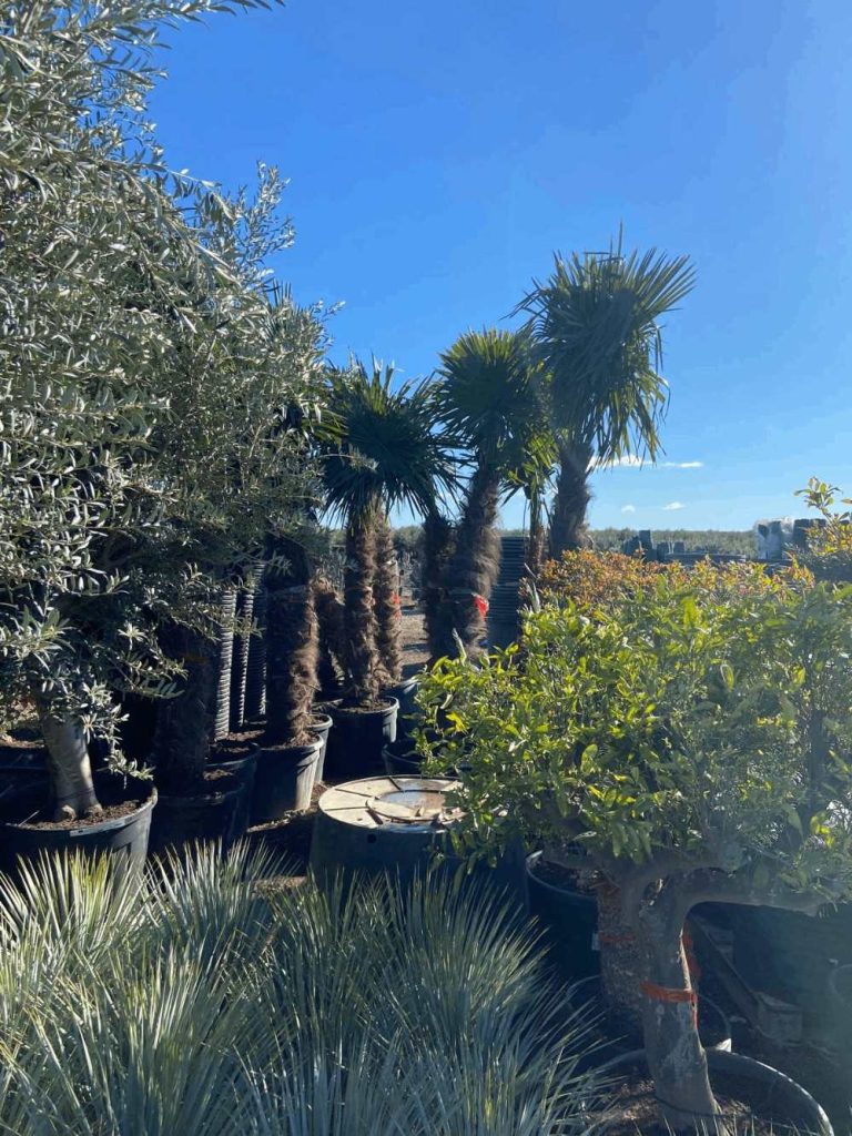 Garten mit Palmen