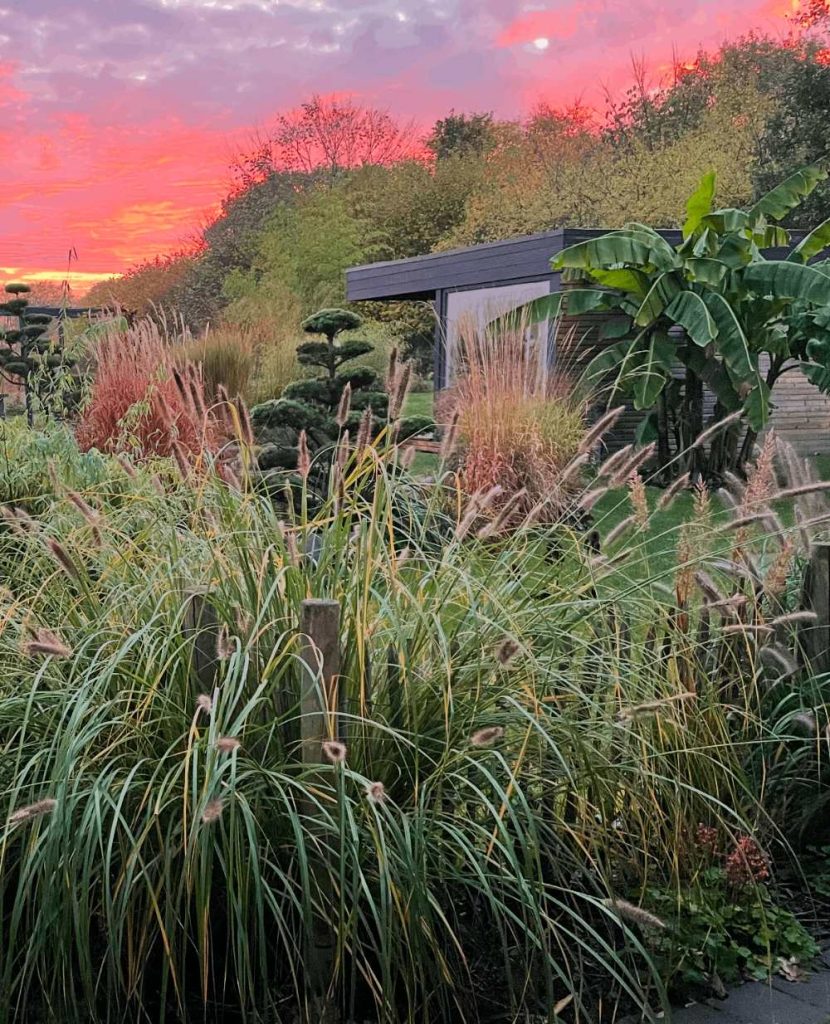 Garten mit Gräsern