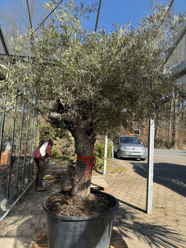 Baum in Topf