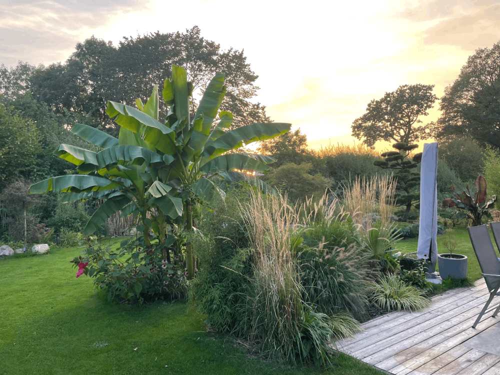 Garten mit Palmen und Sträuchern