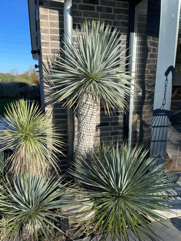 Garten mit Palmen