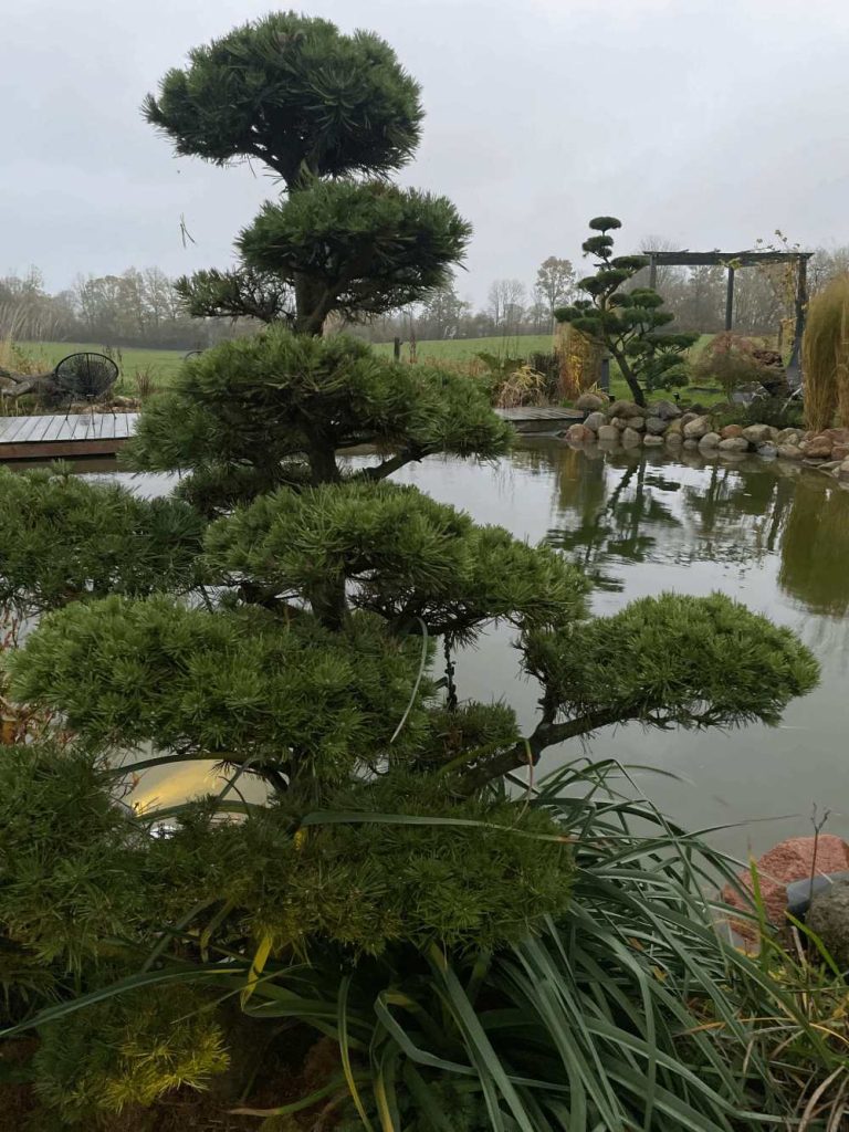 Garten mit exotischen Pflanzen