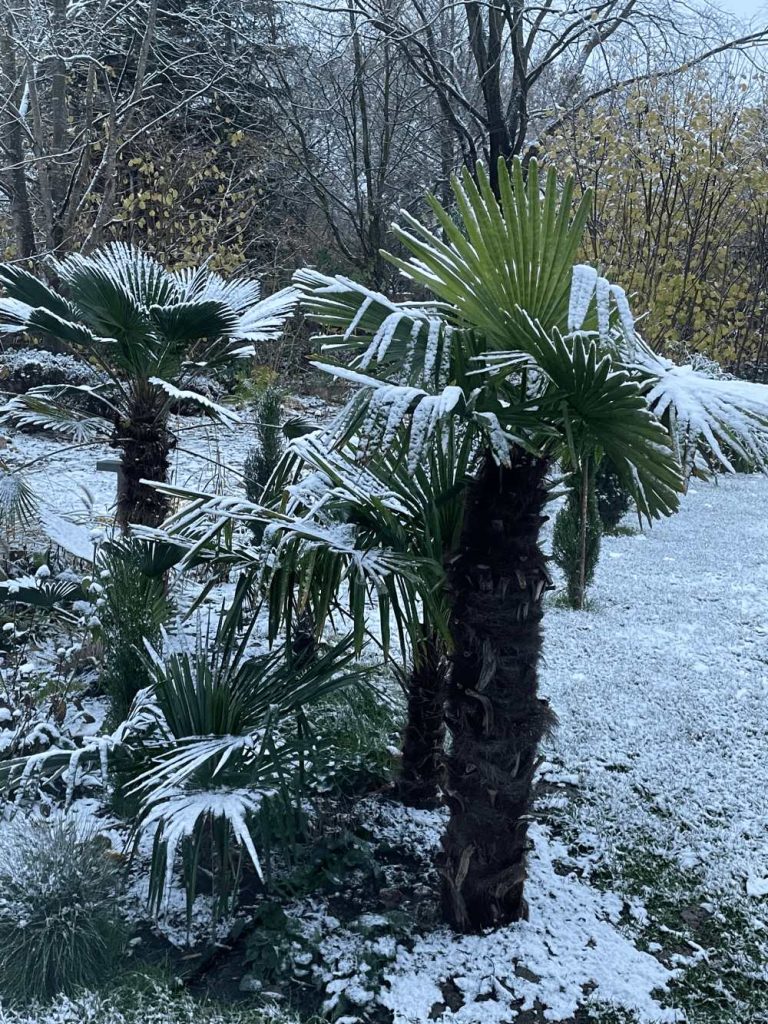 Palmen im Schnee